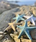 Etoiles de mer décoratives artisanales en céramique grès blanc posé sur la plage